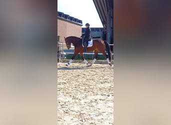 Westfaal, Ruin, 4 Jaar, 173 cm, Bruin