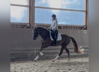 Westfaal, Ruin, 4 Jaar, 173 cm, Donkere-vos