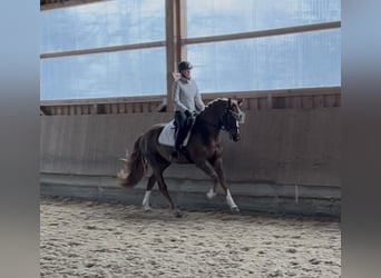 Westfaal, Ruin, 4 Jaar, 173 cm, Donkere-vos