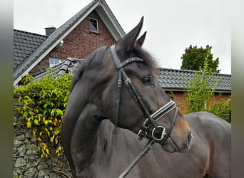 Westfaal, Ruin, 4 Jaar, 174 cm, Donkerbruin