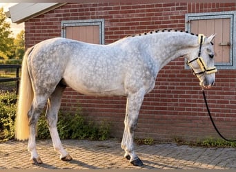 Westfaal, Ruin, 4 Jaar, 174 cm, Wit