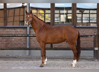 Westfaal, Ruin, 4 Jaar, 175 cm, Vos