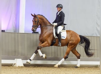 Westfaal, Ruin, 4 Jaar, 176 cm, Bruin