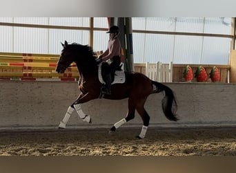 Westfaal, Ruin, 4 Jaar, 176 cm, Bruin