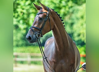 Westfaal, Ruin, 4 Jaar, 176 cm, Bruin