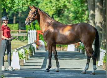 Westfaal, Ruin, 4 Jaar, 176 cm, Bruin