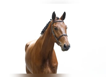 Westfaal, Ruin, 4 Jaar, 176 cm, Bruin