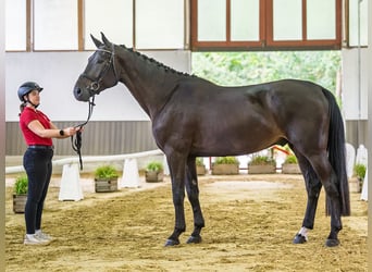 Westfaal, Ruin, 4 Jaar, 176 cm, Zwartbruin