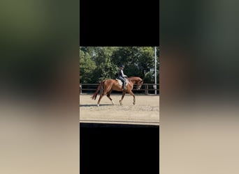 Westfaal, Ruin, 4 Jaar, 180 cm, Vos