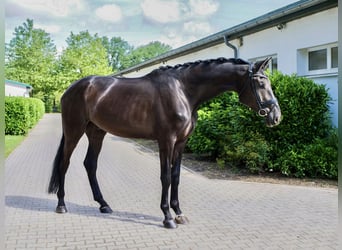 Westfaal, Ruin, 4 Jaar, 180 cm, Zwart
