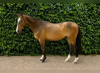 Westfaal, Ruin, 4 Jaar, Bruin