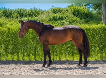 Westfaal, Ruin, 4 Jaar, Bruin