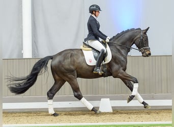 Westfaal, Ruin, 4 Jaar, Donkerbruin