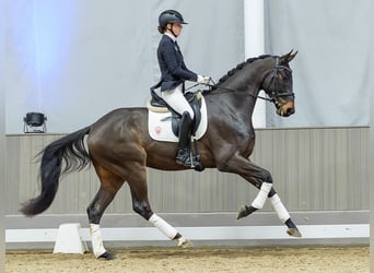 Westfaal, Ruin, 4 Jaar, Donkerbruin