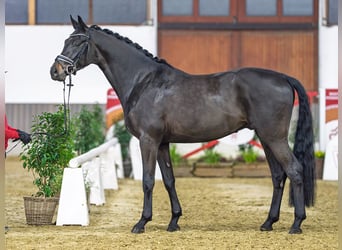 Westfaal, Ruin, 4 Jaar, Donkerbruin