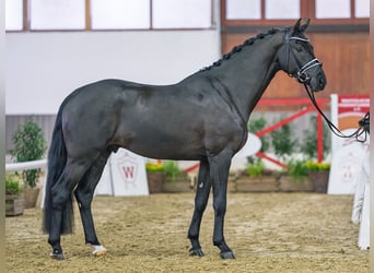 Westfaal, Ruin, 4 Jaar