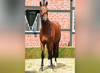 Westfaal, Ruin, 4 Jaar