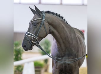 Westfaal, Ruin, 4 Jaar, Zwart