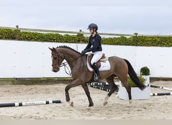 Westfaal, Ruin, 5 Jaar, 161 cm, Bruin