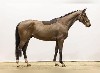 Westfaal, Ruin, 5 Jaar, 161 cm, Bruin