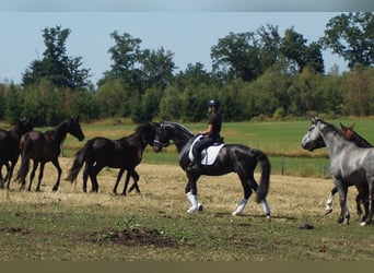 Westfaal, Ruin, 5 Jaar, 162 cm, Zwartbruin