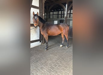 Westfaal, Ruin, 5 Jaar, 163 cm, Bruin