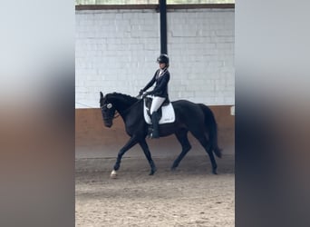 Westfaal, Ruin, 5 Jaar, 163 cm, Donkerbruin