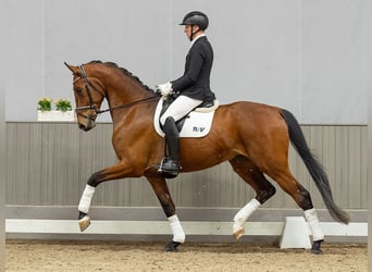 Westfaal, Ruin, 5 Jaar, 165 cm, Bruin