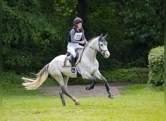 Westfaal, Ruin, 5 Jaar, 165 cm, Schimmel