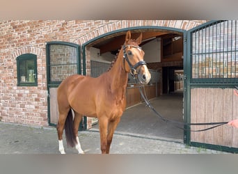 Westfaal, Ruin, 5 Jaar, 165 cm, Vos