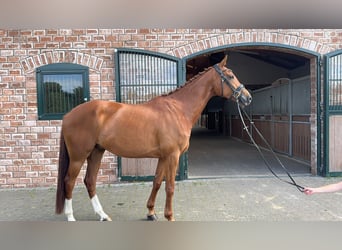 Westfaal, Ruin, 5 Jaar, 165 cm, Vos