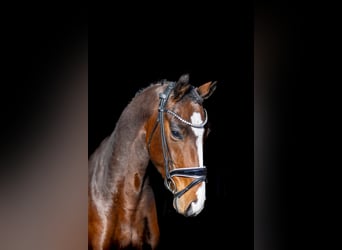 Westfaal, Ruin, 5 Jaar, 166 cm, Bruin