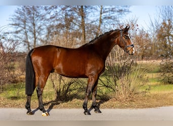 Westfaal, Ruin, 5 Jaar, 166 cm, Bruin