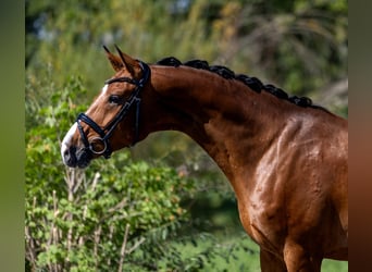 Westfaal, Ruin, 5 Jaar, 166 cm, Bruin