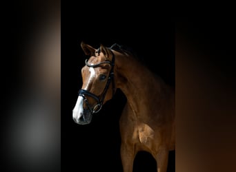 Westfaal, Ruin, 5 Jaar, 166 cm, Bruin