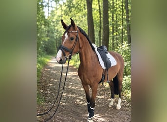 Westfaal, Ruin, 5 Jaar, 166 cm, Bruin