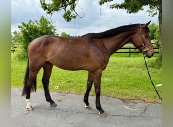 Westfaal, Ruin, 5 Jaar, 166 cm, Bruin