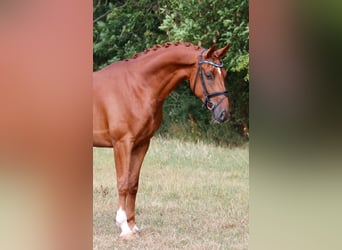 Westfaal, Ruin, 5 Jaar, 166 cm, Vos