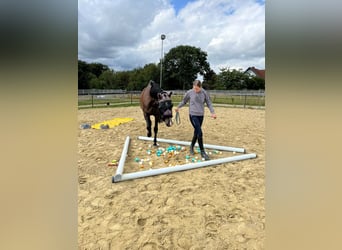 Westfaal, Ruin, 5 Jaar, 167 cm, Bruin
