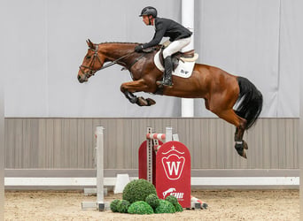 Westfaal, Ruin, 5 Jaar, 167 cm, Bruin