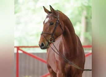 Westfaal, Ruin, 5 Jaar, 167 cm, Bruin