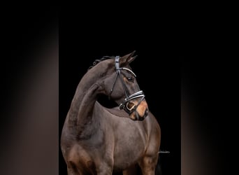 Westfaal, Ruin, 5 Jaar, 167 cm, Donkerbruin