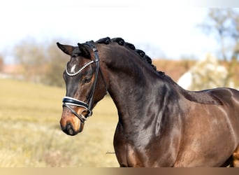 Westfaal, Ruin, 5 Jaar, 167 cm, Donkerbruin