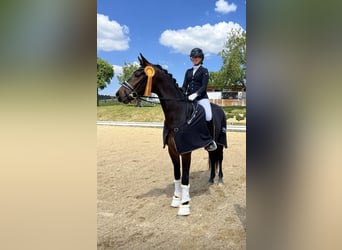 Westfaal, Ruin, 5 Jaar, 167 cm, Donkerbruin