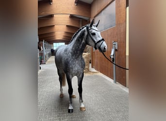 Westfaal, Ruin, 5 Jaar, 167 cm, Schimmel