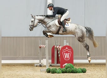 Westfaal, Ruin, 5 Jaar, 167 cm, Schimmel
