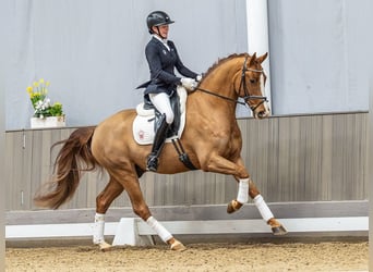 Westfaal, Ruin, 5 Jaar, 167 cm, Vos