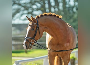 Westfaal, Ruin, 5 Jaar, 167 cm, Vos