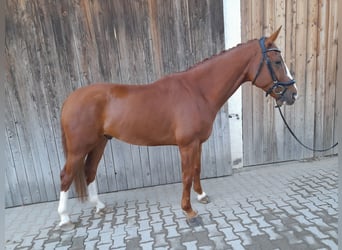 Westfaal, Ruin, 5 Jaar, 167 cm, Vos