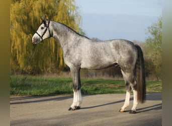 Westfaal, Ruin, 5 Jaar, 168 cm, Appelschimmel